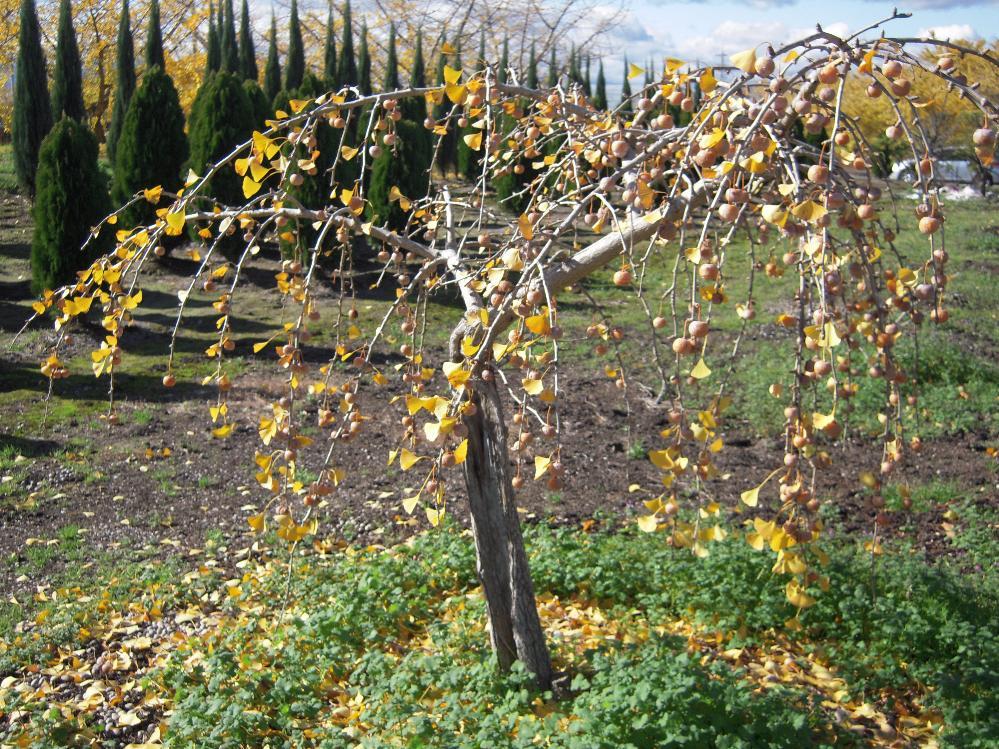 祖父江銀杏 014.jpg